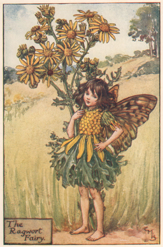 Ragwort Fairy by Cicely Mary Barker. Summer Flower Fairies c1935 old print